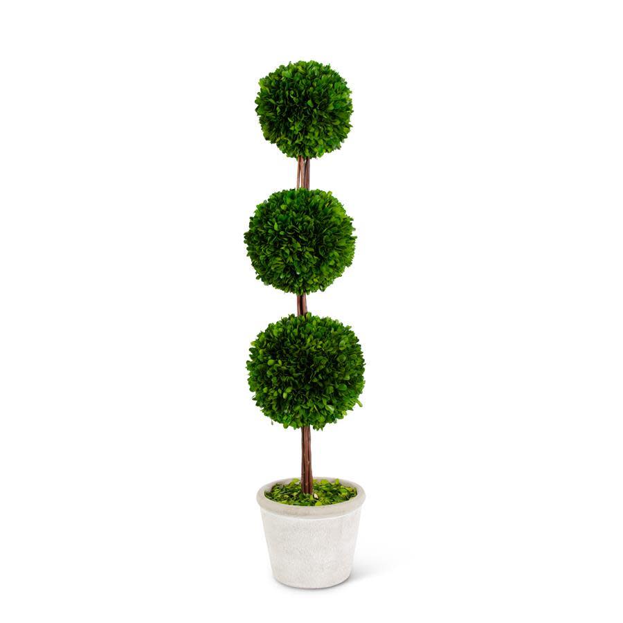 37.5 inch preserved boxwood triple ball topiary in a whitewashed pot.